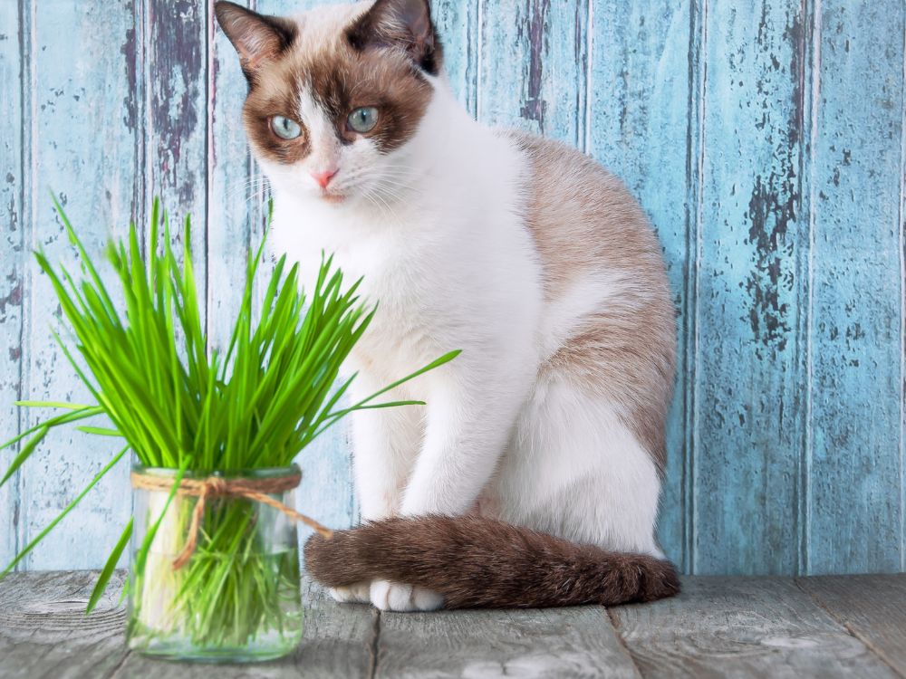 Nahrungsergänzung & Diätfutter