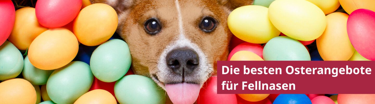 Freuen Sie sich über tolle Geschenke mit der Zoologo Osteraktion
