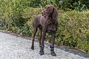 Vorschaubild TRIXIE Pfotenschutz Walker Active Long, 2 St., schwarz