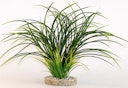 Vorschaubild Sydeco Fan grass 30 Zentimeter Aquariendekoration