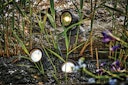 Vorschaubild Pontec Teich- und Gartenbeleuchtung PondoStar LED warm Set 3