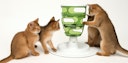 Vorschaubild catit Senses 2.0 Futterbaum Katzenspielzeug