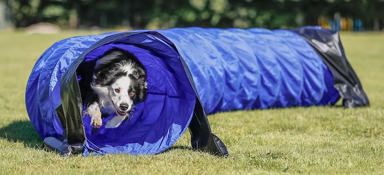 TRIXIE Fun Agility Basic Tunnel, ø 60 cm/5 m, blau