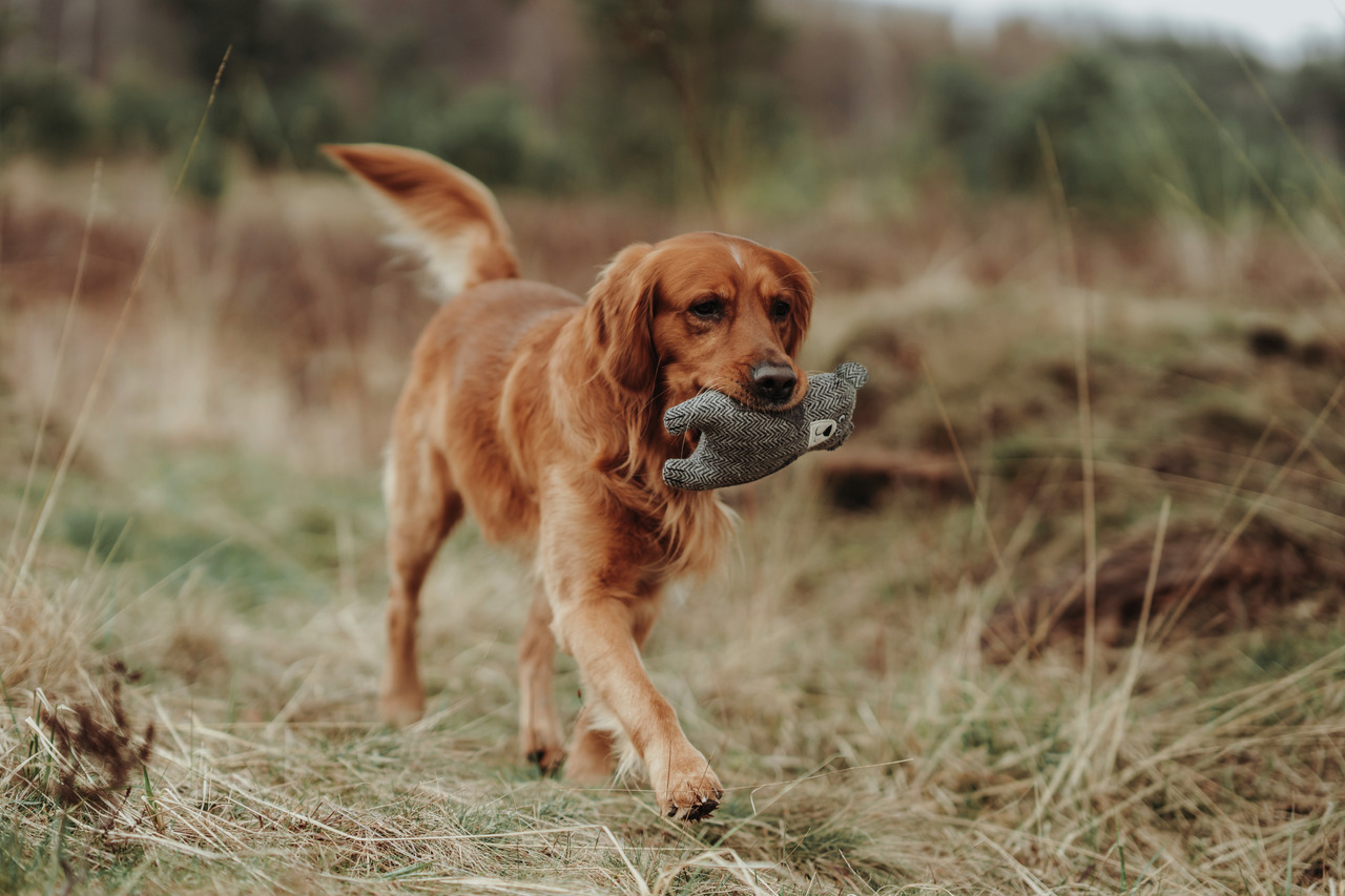 HUNTER Billund Bär grau Hundespielzeug