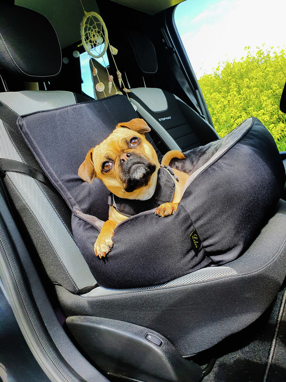 LEBON Siggi – Autobett Hundetransport