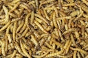 Vorschaubild JR FARM Mehlwürmer Vogelsnack