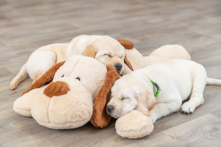 TRIXIE Ankuschelhund Benny, Plüsch, 75 cm, beige/braun
