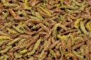 Vorschaubild JR FARM Grainless Health Complete Meerschweinchen Kleintierfutter