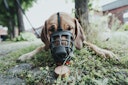 Vorschaubild HUNTER Maulkorb Albury schwarz Hundetransport