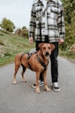 Vorschaubild Hunter Geschirr Sicherheit Maldon petrol Hundegeschirr