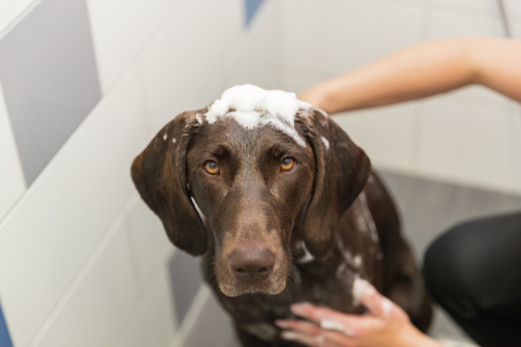 TRIXIE Neembaum-Öl Shampoo 250ml Hund