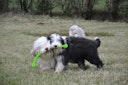 Vorschaubild KONG Safestix Small Hundespielzeug