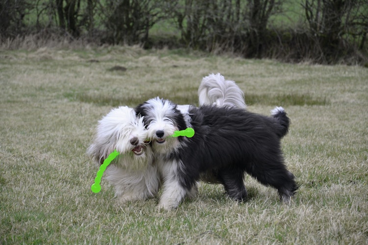 KONG Safestix Small Hundespielzeug