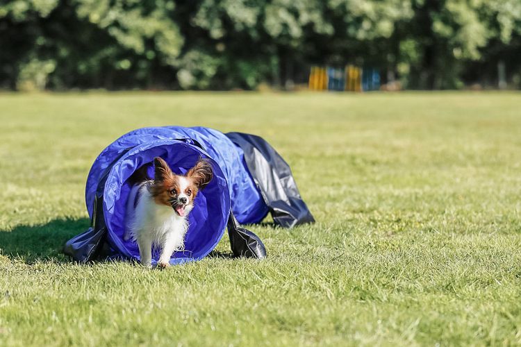 TRIXIE Fun Agility Mini Tunnel, ø 40 cm/2 m, blau