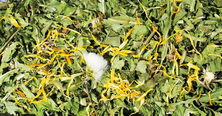 JR FARM Löwenzahn Raufutter für Kleintiere