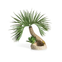 biOrb Palme Seychellen S (72679)