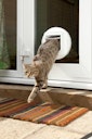 Vorschaubild SureFlap Katzenklappe mikrochipgesteuert