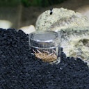 Vorschaubild HOBBY Planaria X Planarienfalle Tierpflege