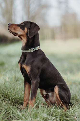HUNTER Inari lindgrün Hundehalsband