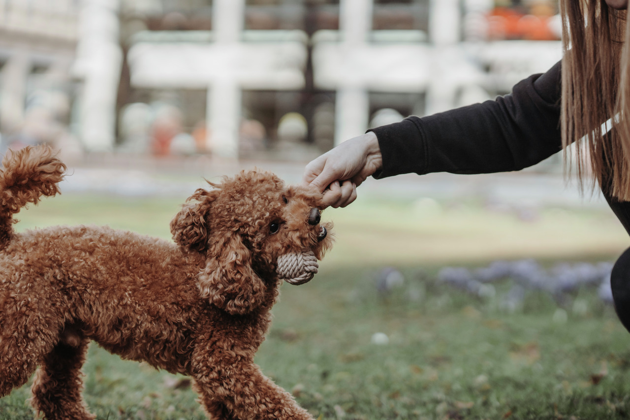 HUNTER Ball mit Schlaufe Inari beige Hundespielzeug