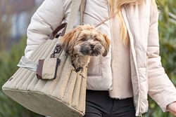 TRIXIE Tasche Sophie, 45 × 30 × 25 cm, olivgrün