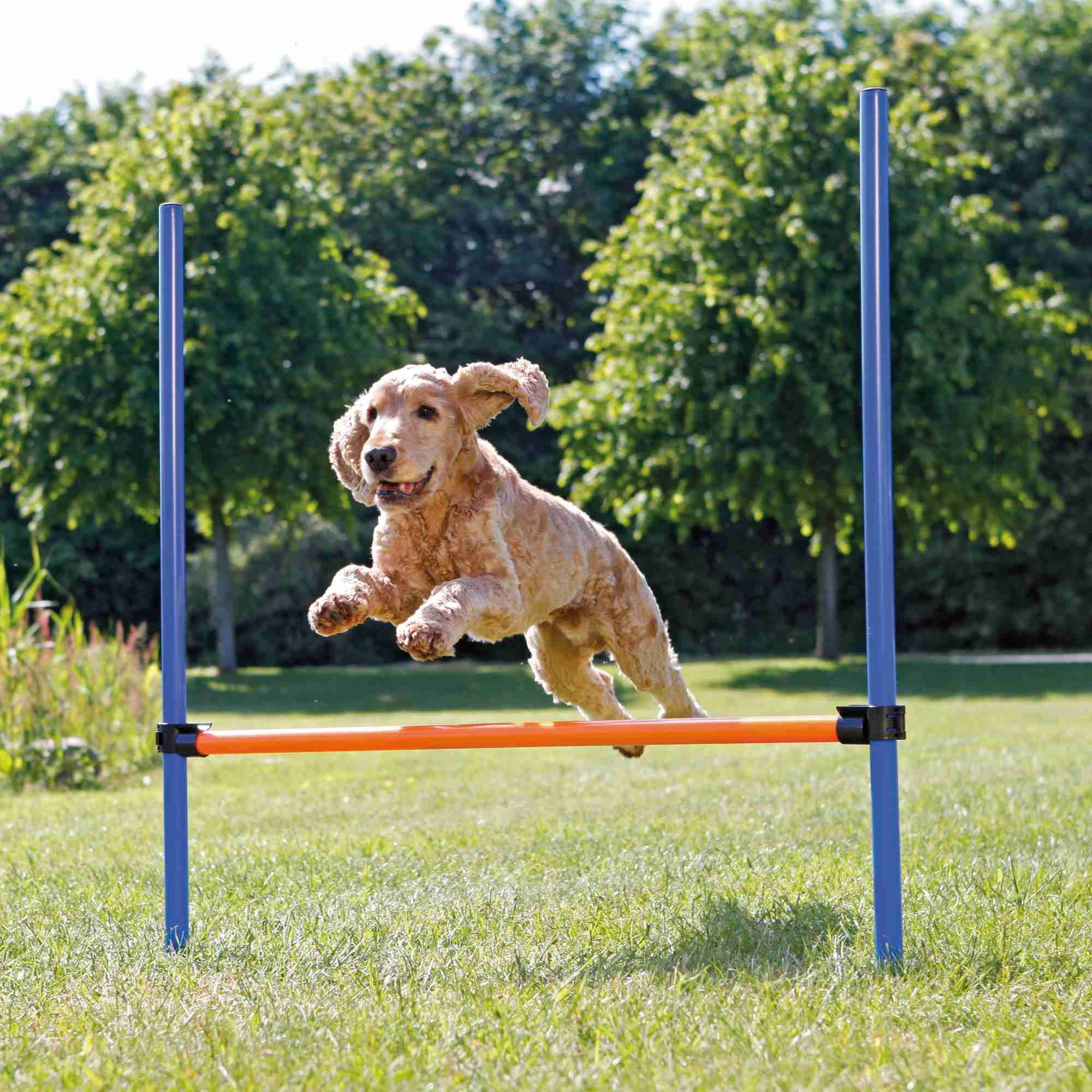 TRIXIE Fun Agility Hürde, Kunststoff, 113 × 110 cm, ø 3 cm, blau/orange