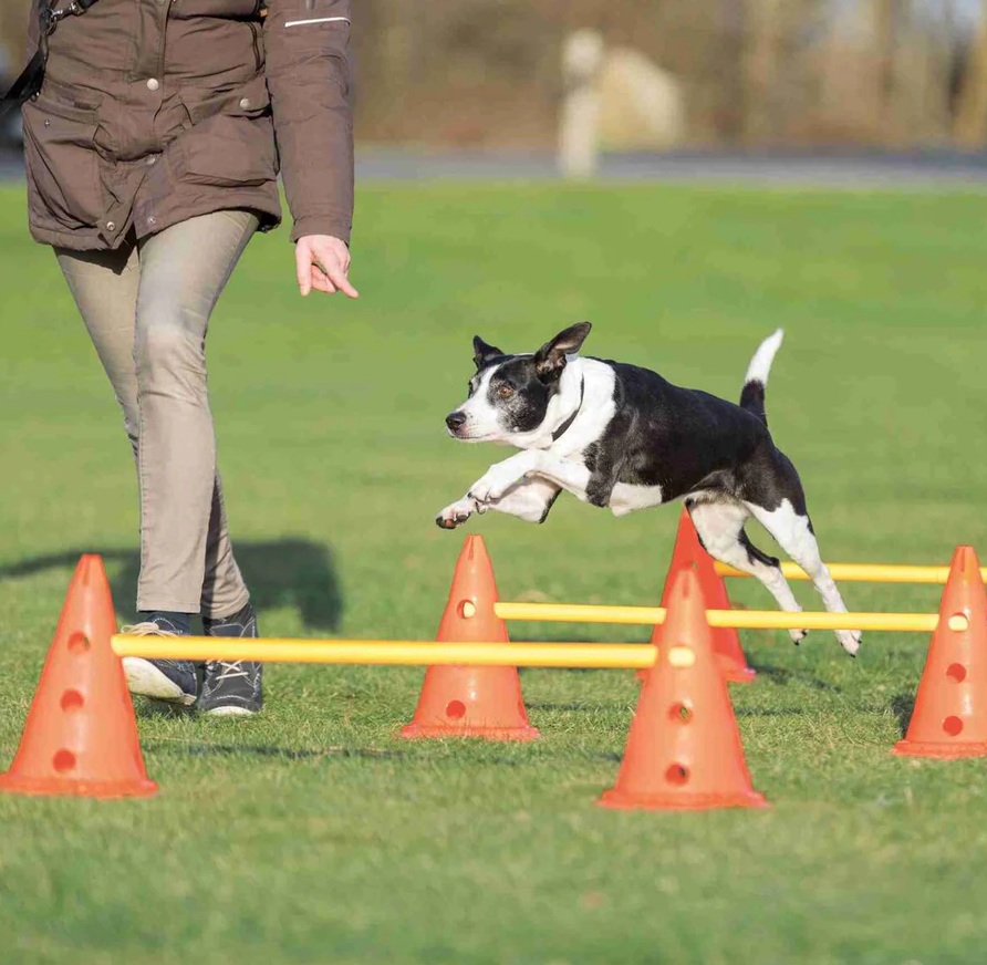 TRIXIE Pylonen-Hindernis-Set, 3 St., ø 23 × 30 cm/78 cm, orange/gelb