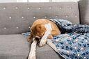 Vorschaubild TRIXIE Decke Tammy, Softplüsch, 150 × 100 cm, blau/beige