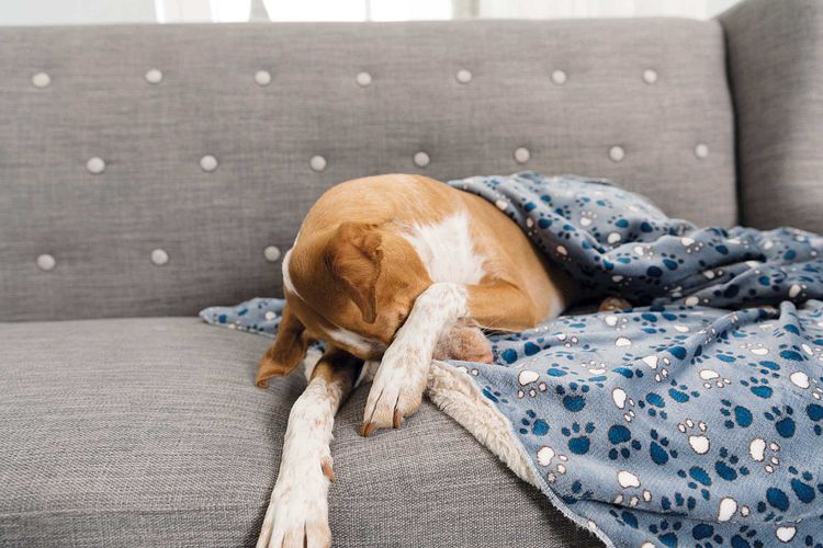 TRIXIE Decke Tammy, Softplüsch, 150 × 100 cm, blau/beige