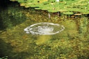 Vorschaubild Oase Belüfterstab für AquaOxy