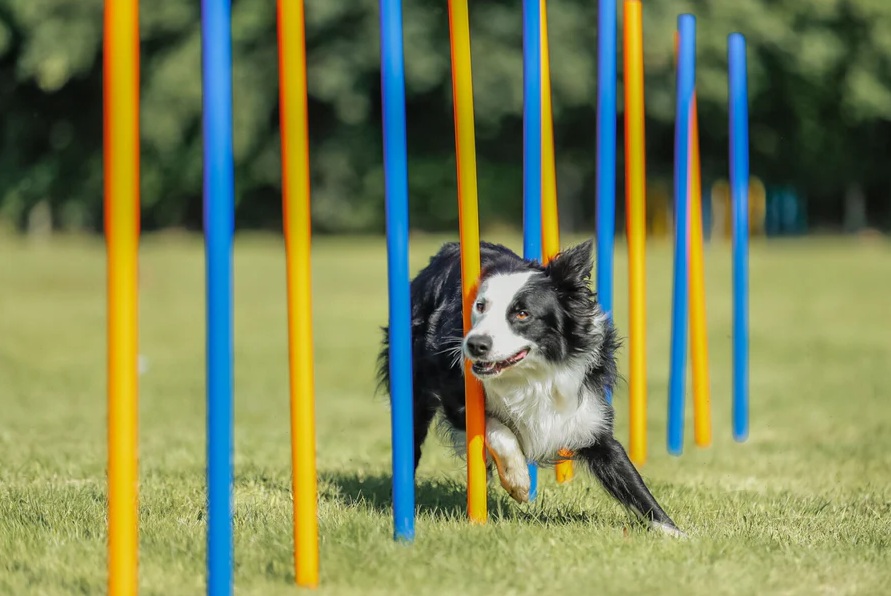 TRIXIE Fun Agility Slalom, Kunststoff, ø 3 × 115 cm, 12 St., blau/orange