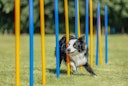 Vorschaubild TRIXIE Fun Agility Slalom, Kunststoff, ø 3 × 115 cm, 12 St., blau/orange
