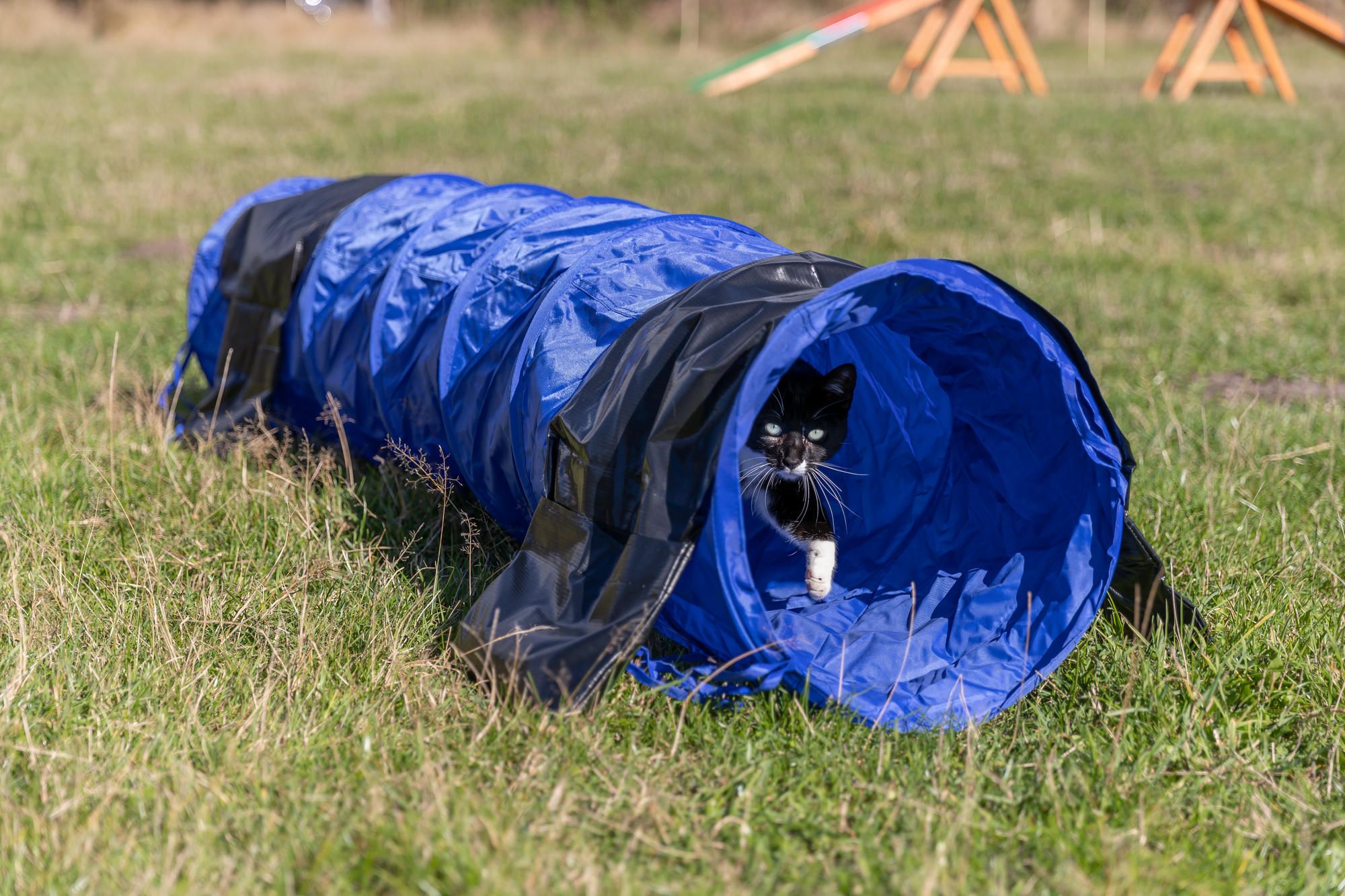 TRIXIE Fun Agility Mini Tunnel, ø 40 cm/2 m, blau