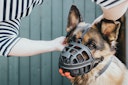 Vorschaubild HUNTER Maulkorb Albury schwarz Hundetransport
