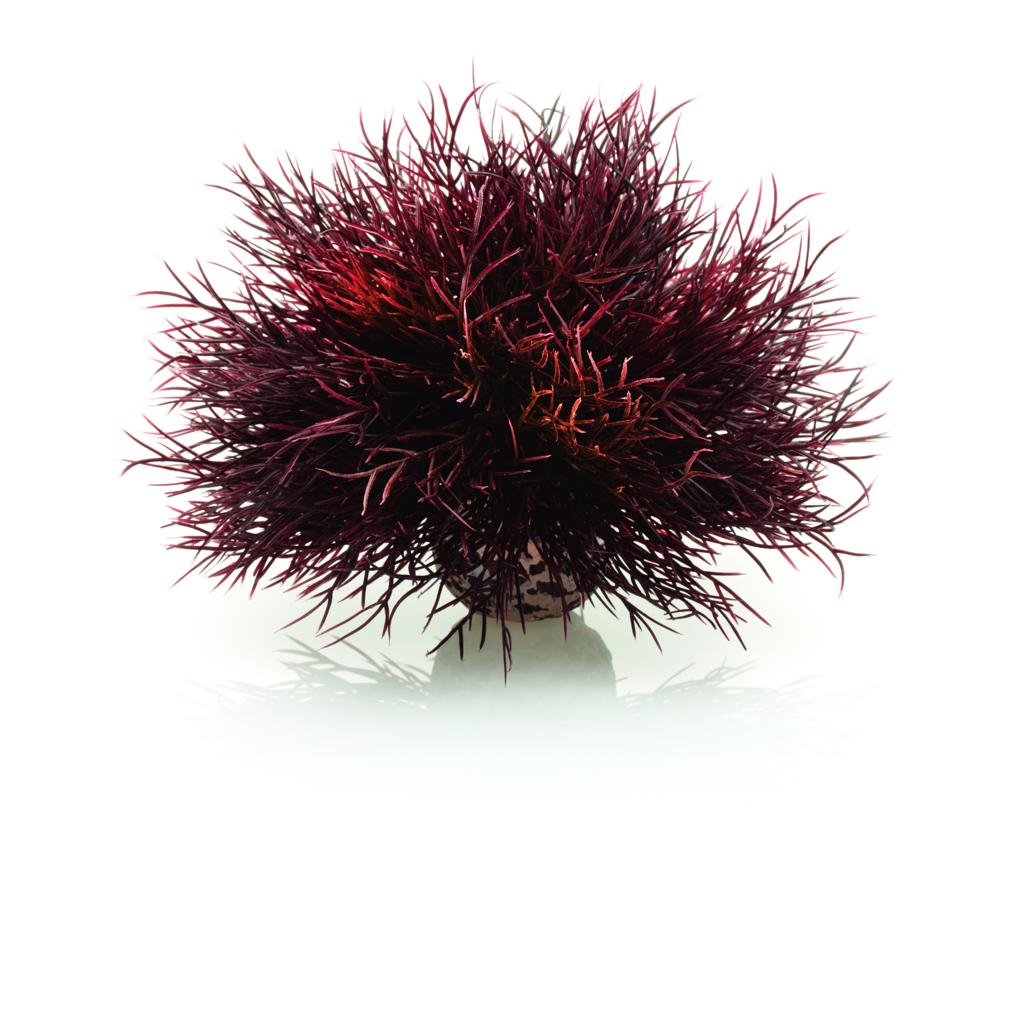 biOrb Seelilie dunkelrot (46077)