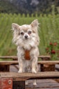 Vorschaubild curli Apple Leather braun Hundegeschirr