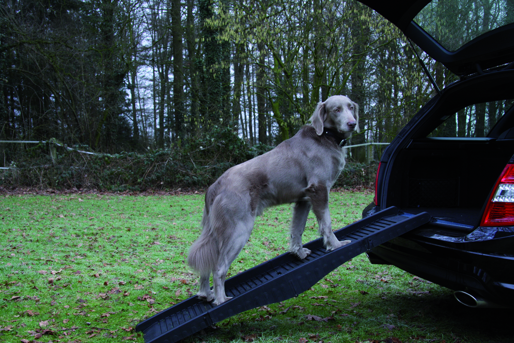 NOBBY Hunderampe 40 x 152 cm