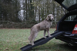 NOBBY Hunderampe 40 x 152 cm