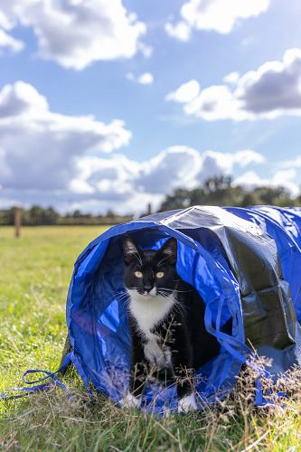 TRIXIE Fun Agility Mini Tunnel, ø 40 cm/2 m, blau