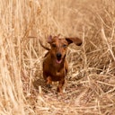 Vorschaubild Paws&Patch GELENK GEFÄHRTE 120g Junior & Adult