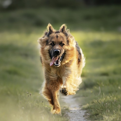 Paws&Patch GELENK GEFÄHRTE 120g Adult & Senior