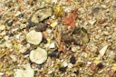 Vorschaubild JR FARM Farm Food Maus 500g Kleintierfutter