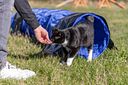 Vorschaubild TRIXIE Fun Agility Mini Tunnel, ø 40 cm/2 m, blau