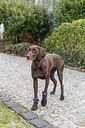 Vorschaubild TRIXIE Pfotenschutz Walker Active Long, 2 St., schwarz