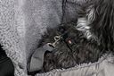 Vorschaubild TRIXIE Fronttasche Molly, 25 × 38 × 17 cm, grau