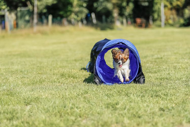 TRIXIE Fun Agility Mini Tunnel, ø 40 cm/2 m, blau