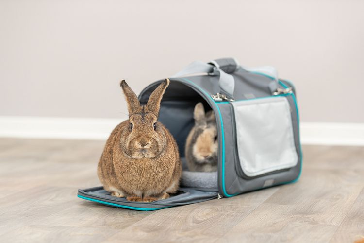 TRIXIE Wohn- und Transporttasche Vicky, 40 × 27 × 28 cm, grau