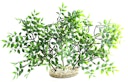 Vorschaubild Sydeco Mangrove River Aquariendekoration
