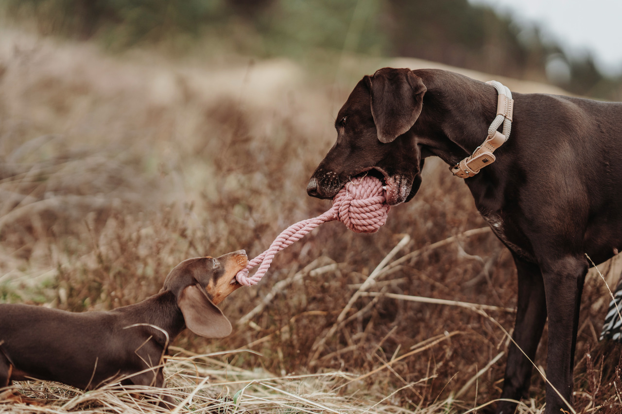 HUNTER Ball mit Schlaufe Inari pastellrot Hundespielzeug