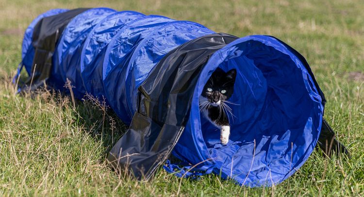 TRIXIE Fun Agility Mini Tunnel, ø 40 cm/2 m, blau